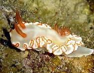 Photo: B.& S. Koretz; Eilat, Dec 2005. See a note in Sea Slug Forum